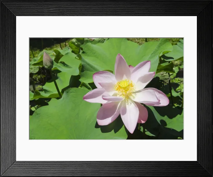 Framed Print : Lotus or Indian Lotus -Nelumbo nucifera-, flower, Ubud, Bali, Indonesia Framed Print : Lotus or Indian Lotus -Nelumbo nucifera-, flower, Ubud, Bali, Indonesia