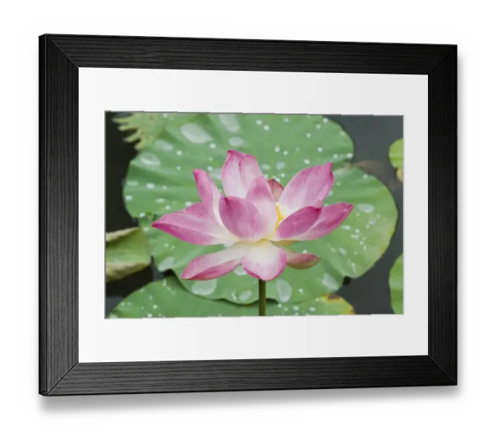 Framed Print : Lotus or Indian Lotus -Nelumbo nucifera-, flower, Ubud, Bali, Indonesia Framed Print : Lotus or Indian Lotus -Nelumbo nucifera-, flower, Ubud, Bali, Indonesia