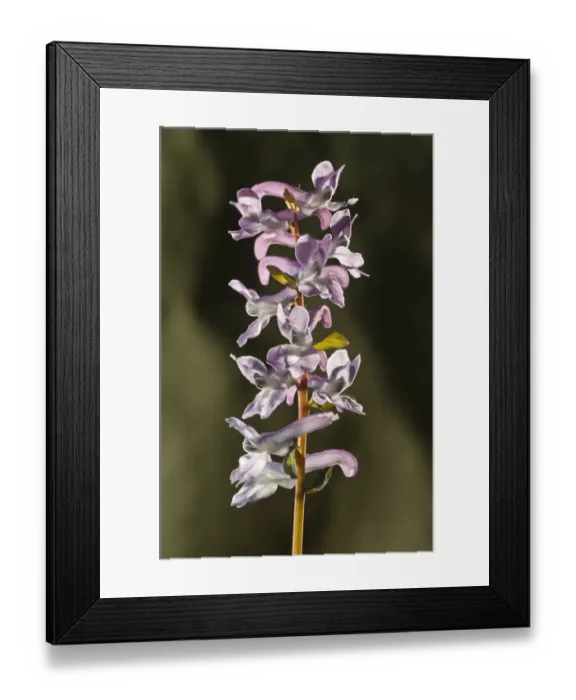 Framed Print : Fumewort -Corydalis bulbosa-, inflorescence, Untergroeningen, Baden-Wuerttemberg, Germany, Europe