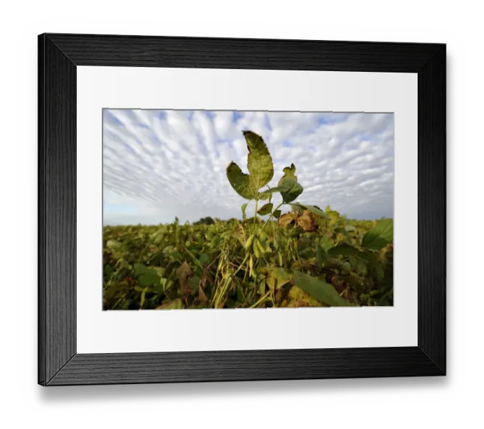 Framed Print : Soybean plants -Glycine max-, soybean plantation, Argentina, South America