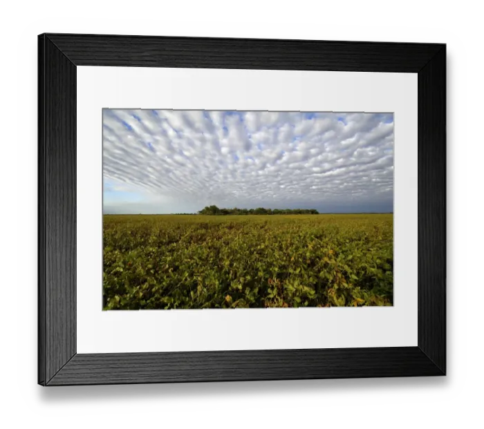 Framed Print : Soybean field and the remains of the original Chaco vegetation, Lomitas, Argentina, South America Framed Print : Soybean field and the remains of the original Chaco vegetation, Lomitas, Argentina, South America