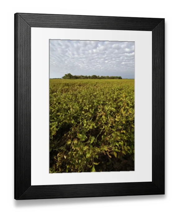 Framed Print : Soybean field and the remains of the original Chaco vegetation, Lomitas, Argentina, South America