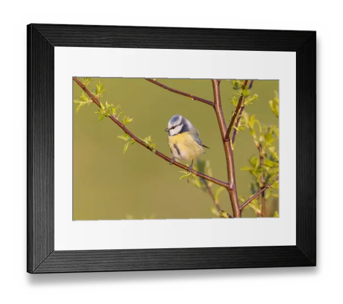 Framed Print : Blue Tit -Cyanistes caeruleus syn Parus caeruleus-, Fuldabruck, Hesse, Germany
