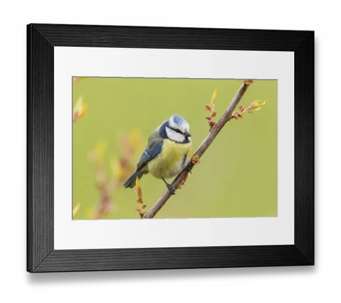 Framed Print : Blue Tit -Cyanistes caeruleus syn Parus caeruleus-, Fuldabruck, Hesse, Germany Framed Print : Blue Tit -Cyanistes caeruleus syn Parus caeruleus-, Fuldabruck, Hesse, Germany