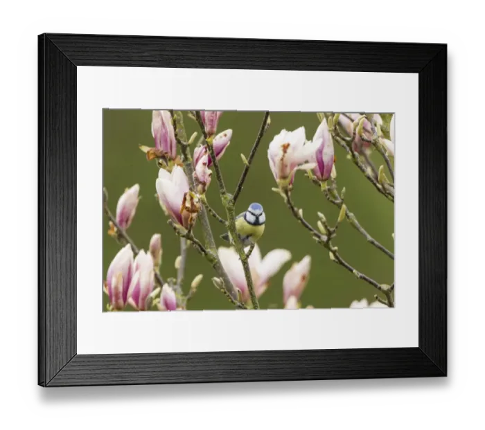 Framed Print : Blue Tit -Cyanistes caeruleus syn Parus caeruleus-, Fuldabruck, Hesse, Germany Framed Print : Blue Tit -Cyanistes caeruleus syn Parus caeruleus-, Fuldabruck, Hesse, Germany