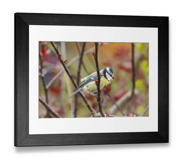 Framed Print : Blue Tit -Cyanistes caeruleus syn Parus caeruleus-, Fuldabruck, Hesse, Germany Framed Print : Blue Tit -Cyanistes caeruleus syn Parus caeruleus-, Fuldabruck, Hesse, Germany