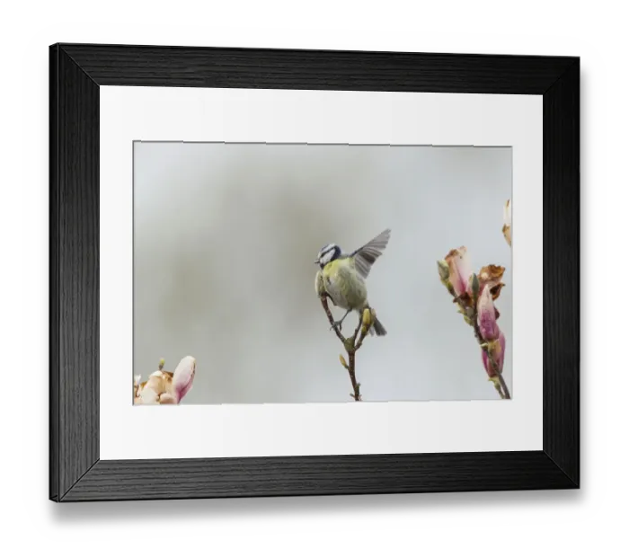 Framed Print : Blue Tit -Cyanistes caeruleus syn Parus caeruleus-, Fuldabruck, Hesse, Germany Framed Print : Blue Tit -Cyanistes caeruleus syn Parus caeruleus-, Fuldabruck, Hesse, Germany