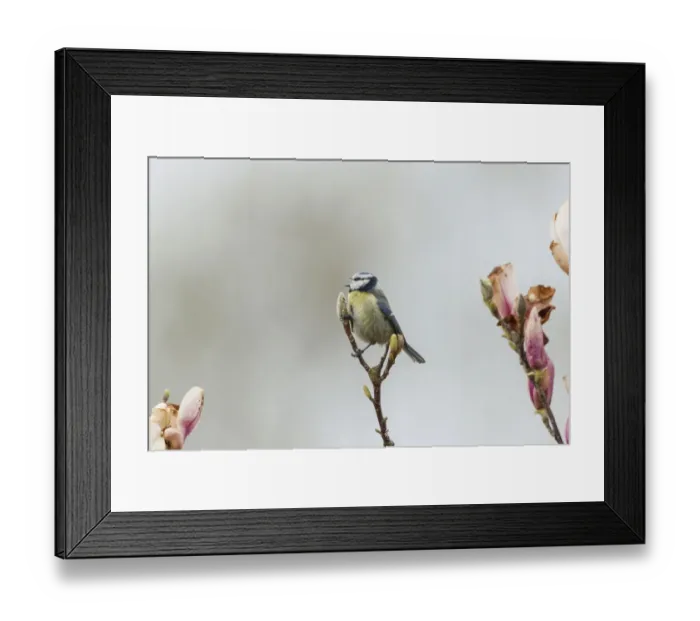 Framed Print : Blue Tit -Cyanistes caeruleus syn Parus caeruleus-, Fuldabruck, Hesse, Germany