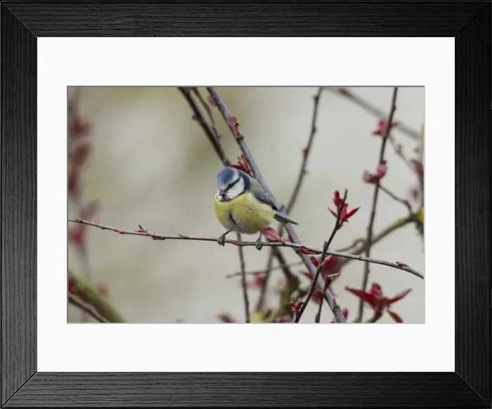 Framed Print : Blue Tit -Cyanistes caeruleus syn Parus caeruleus-, Fuldabruck, Hesse, Germany Framed Print : Blue Tit -Cyanistes caeruleus syn Parus caeruleus-, Fuldabruck, Hesse, Germany
