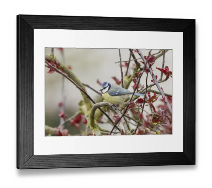 Framed Print : Blue Tit -Cyanistes caeruleus syn Parus caeruleus-, Fuldabruck, Hesse, Germany Framed Print : Blue Tit -Cyanistes caeruleus syn Parus caeruleus-, Fuldabruck, Hesse, Germany