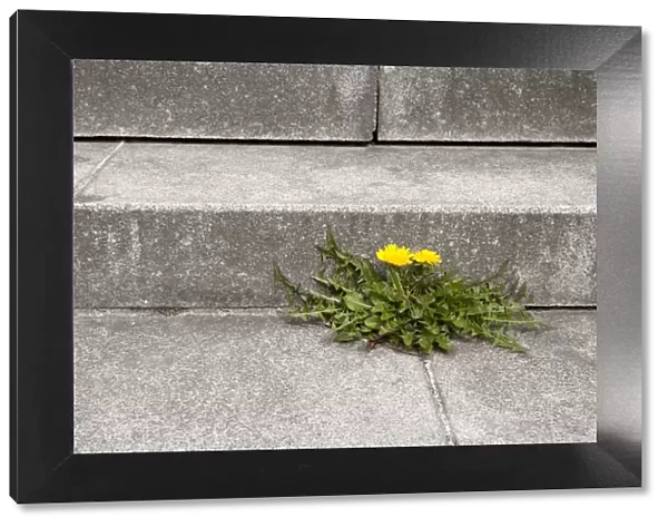 Dandelion -Taraxacum- growing out of the joint of a concrete staircase