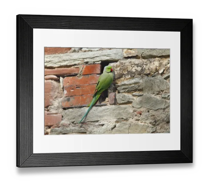Framed Print : Rose-ringed Parakeet or Ring-necked Parakeet -Psittacula krameri- perched on a stone wall, Germany, Europe Framed Print : Rose-ringed Parakeet or Ring-necked Parakeet -Psittacula krameri- perched on a stone wall, Germany, Europe