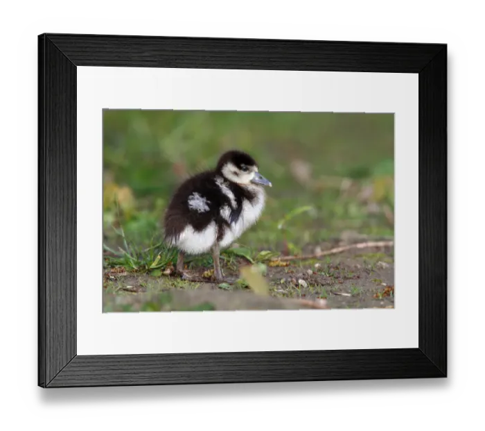 Framed Print : Egyptian Goose -Alopochen aegyptiacus-, gosling standing on the lawn of the palace park, Schlosspark Biebrich, Wiesbaden, Hesse, Germany, Europe