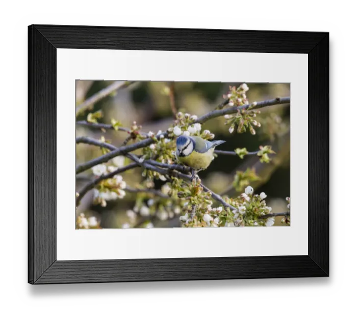 Framed Print : Blue Tit -Cyanistes caeruleus syn Parus caeruleus-, Fuldabruck, Hesse, Germany Framed Print : Blue Tit -Cyanistes caeruleus syn Parus caeruleus-, Fuldabruck, Hesse, Germany