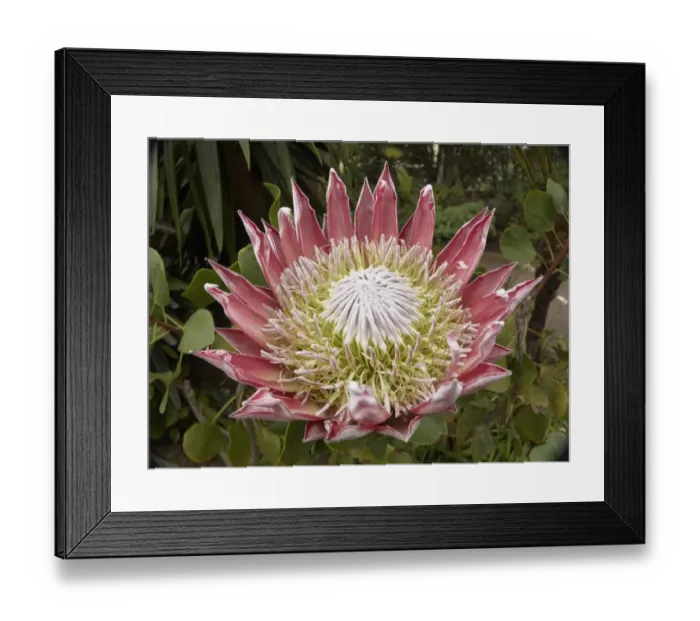 Framed Print : King Protea -Protea cynaroides-, La Gomera, Canary Islands, Spain, Europe, La Gomera, Agulo, Canary Islands, Spain Framed Print : King Protea -Protea cynaroides-, La Gomera, Canary Islands, Spain, Europe, La Gomera, Agulo, Canary Islands, Spain