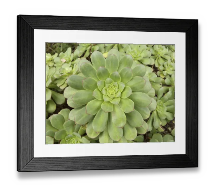 Framed Print : Rosette of Aeonium, La Gomera, Canary Islands, Spain, Europe, La Gomera, Agulo, Canary Islands, Spain Framed Print : Rosette of Aeonium, La Gomera, Canary Islands, Spain, Europe, La Gomera, Agulo, Canary Islands, Spain