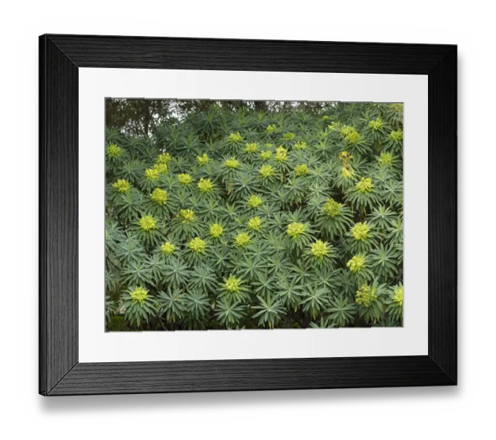 Framed Print : Tree Form Bush Spurge -Euphorbia lambii-, endemic to La Gomera, La Gomera, Canary Islands, Spain, Europe, La Gomera, Agulo, Canary Islands, Spain Framed Print : Tree Form Bush Spurge -Euphorbia lambii-, endemic to La Gomera, La Gomera, Canary Islands, Spain, Europe, La Gomera, Agulo, Canary Islands, Spain