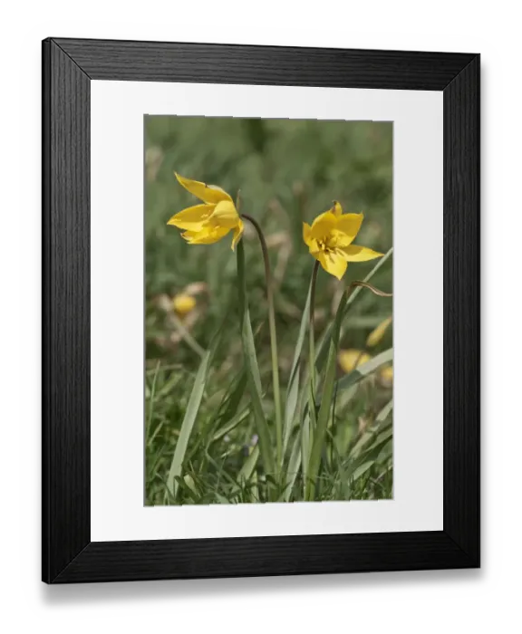 Framed Print : Wild tulip -Tulipa silvestris-, Braunsbach, Baden-Wuerttemberg, Germany, Europe