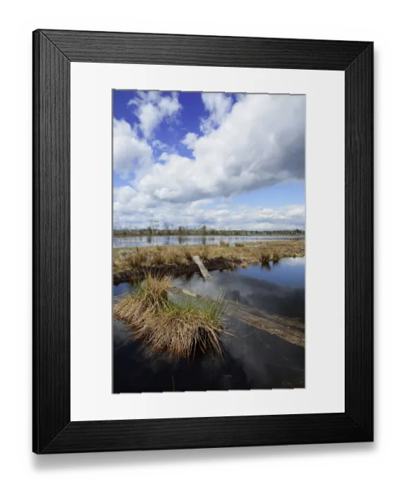 Framed Print : Abandoned peat cutting area with reflection of clouds, Stammbeckenmoor near Raubling, Alpine Uplands, Bavaria, Germany, Europe Framed Print : Abandoned peat cutting area with reflection of clouds, Stammbeckenmoor near Raubling, Alpine Uplands, Bavaria, Germany, Europe