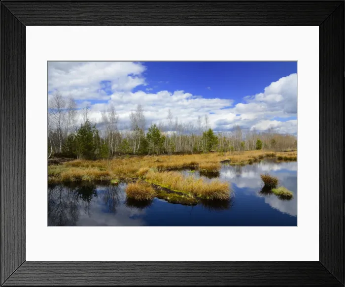 Framed Print : Silted peat bog with birch grove and rushes, Stammbeckenmoor near Raubling, Alpine Uplands, Bavaria, Germany, Europe Framed Print : Silted peat bog with birch grove and rushes, Stammbeckenmoor near Raubling, Alpine Uplands, Bavaria, Germany, Europe