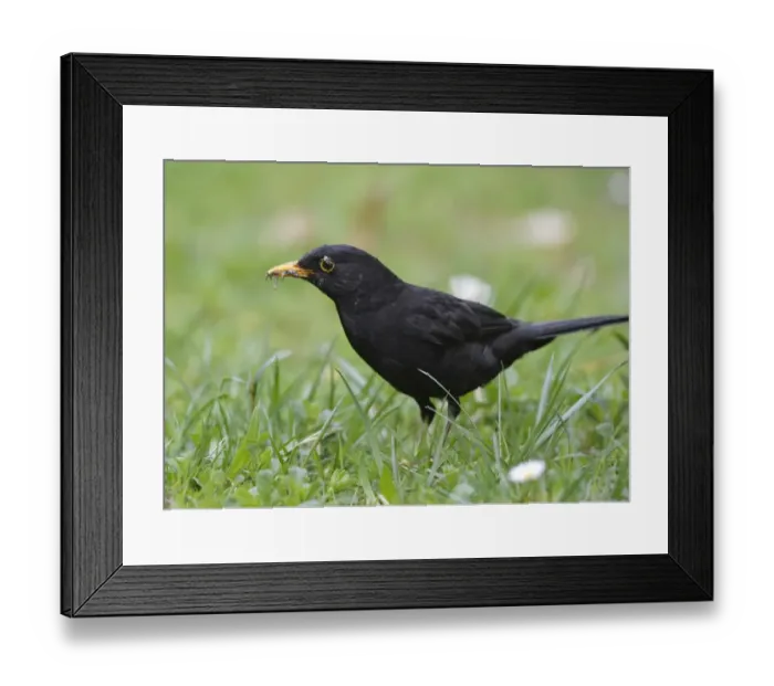 Framed Print : Blackbird -Turdus merula-, male, gathering insects in its beak Framed Print : Blackbird -Turdus merula-, male, gathering insects in its beak