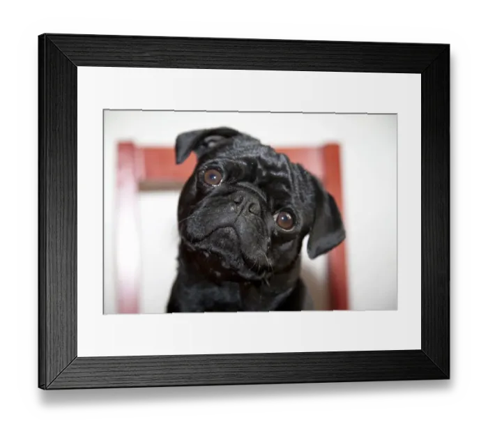 Framed Print : Black pug on a red kitchen chair Framed Print : Black pug on a red kitchen chair