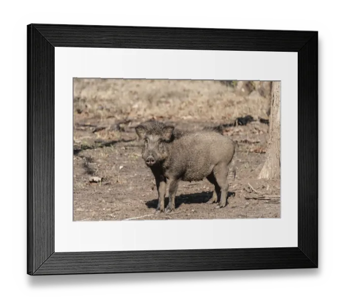 Framed Print : Indian Wild Boar -Sus scrofa cristatus-, Nagarhole National Park, Karnataka, India Framed Print : Indian Wild Boar -Sus scrofa cristatus-, Nagarhole National Park, Karnataka, India