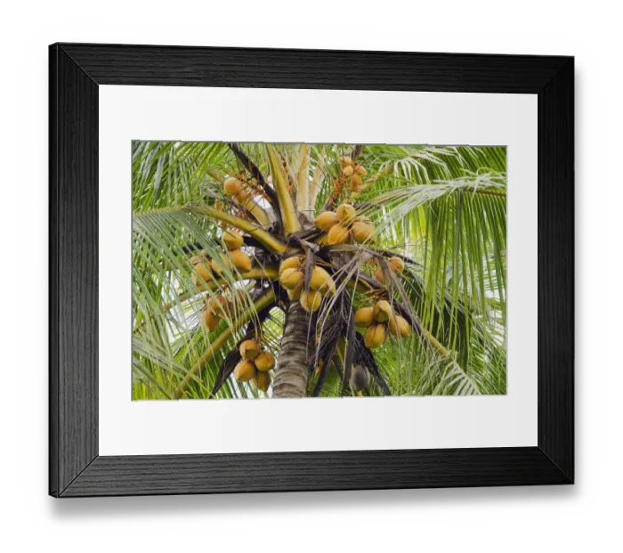 Framed Print : Coconuts on a coconut palm -Cocos nucifera-, Ubud, Bali, Indonesia Framed Print : Coconuts on a coconut palm -Cocos nucifera-, Ubud, Bali, Indonesia