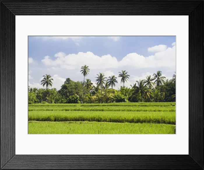 Framed Print : Paddy field and coconut trees, Ubud, Bali, Indonesia