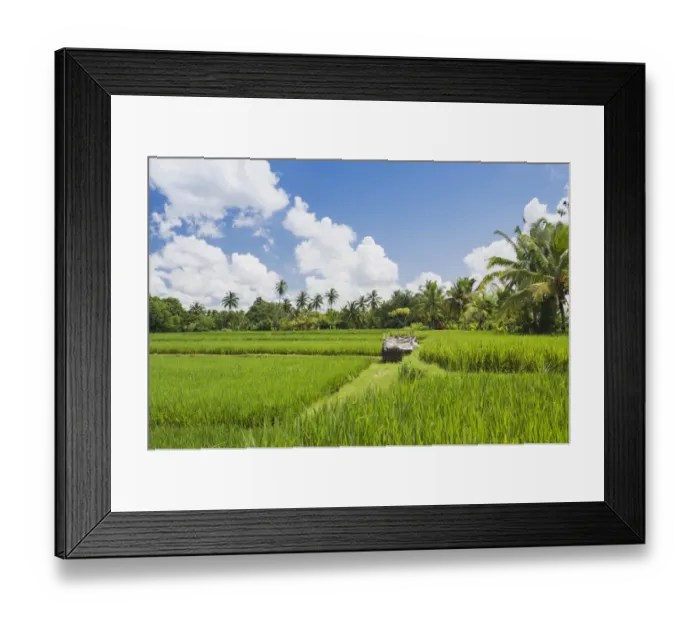Framed Print : Paddy field and coconut trees, Ubud, Bali, Indonesia Framed Print : Paddy field and coconut trees, Ubud, Bali, Indonesia