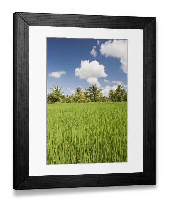 Framed Print : Paddy field and coconut trees, Ubud, Bali, Indonesia Framed Print : Paddy field and coconut trees, Ubud, Bali, Indonesia