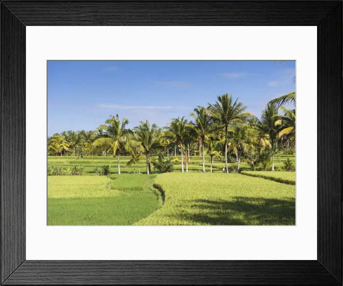Framed Print : Paddy field and coconut trees, Ubud, Bali, Indonesia Framed Print : Paddy field and coconut trees, Ubud, Bali, Indonesia