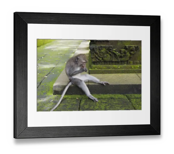 Framed Print : Macaque -Macaca sp. - in the Monkey Forest temple, Pura Dalem Agung Padangtegal temple in Monkey Forest, Ubud, Bali, Indonesia Framed Print : Macaque -Macaca sp. - in the Monkey Forest temple, Pura Dalem Agung Padangtegal temple in Monkey Forest, Ubud, Bali, Indonesia