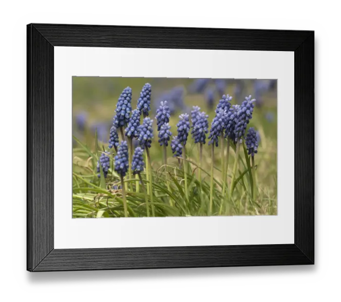 Framed Print : Grape Hyacinth -Muscari sp. -, in a garden in Untergroeningen, Baden-Wuerttemberg, Germany, Europe