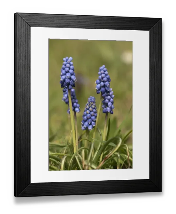 Framed Print : Grape Hyacinth -Muscari sp. -, in a garden in Untergroeningen, Baden-Wuerttemberg, Germany, Europe
