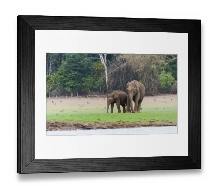 Framed Print : Asian elephant or Indian elephant -Elephas maximus-, male, Kabini Reservoir, Nagarhole National Park, Karnataka, India Framed Print : Asian elephant or Indian elephant -Elephas maximus-, male, Kabini Reservoir, Nagarhole National Park, Karnataka, India