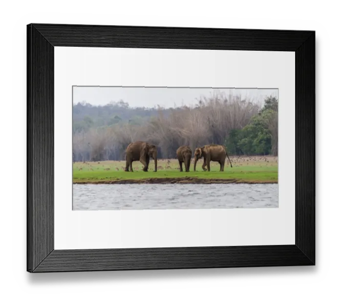Framed Print : Asian elephant or Indian elephant -Elephas maximus-, male, Kabini Reservoir, Nagarhole National Park, Karnataka, India Framed Print : Asian elephant or Indian elephant -Elephas maximus-, male, Kabini Reservoir, Nagarhole National Park, Karnataka, India