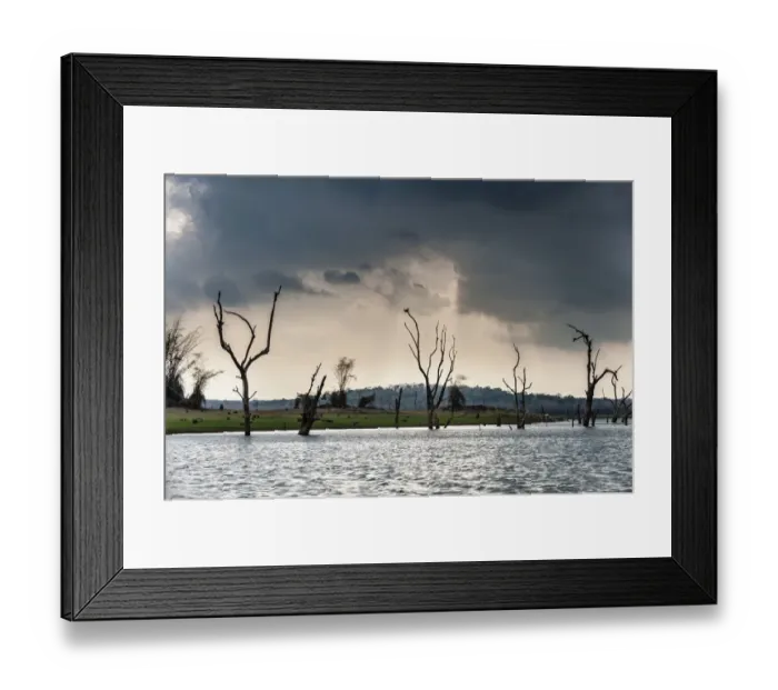 Framed Print : Trees sticking out of the water, Kabini Reservoir, Nagarhole National Park, Karnataka, India Framed Print : Trees sticking out of the water, Kabini Reservoir, Nagarhole National Park, Karnataka, India