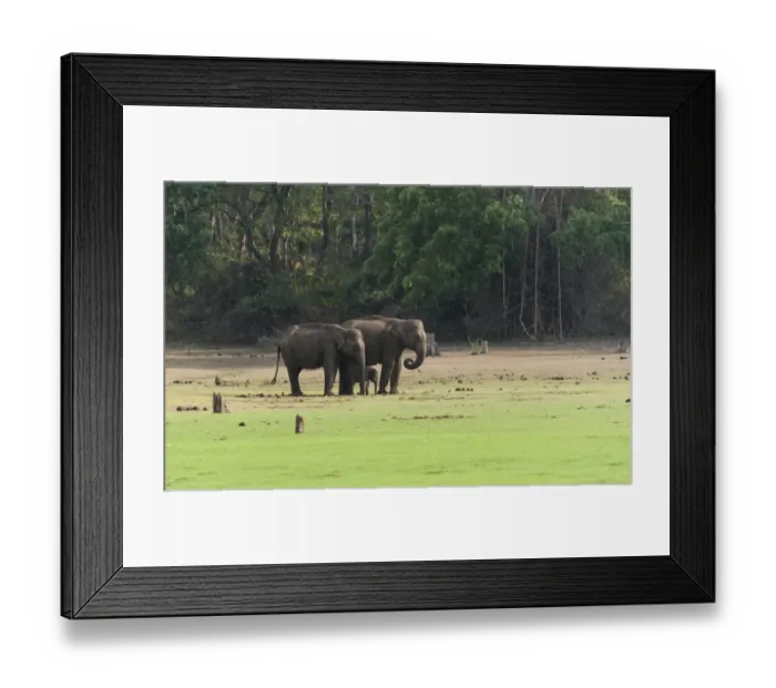 Framed Print : Asian elephants -Elephas maximus- with calf, Nagarhole National Park, Karnataka, India Framed Print : Asian elephants -Elephas maximus- with calf, Nagarhole National Park, Karnataka, India