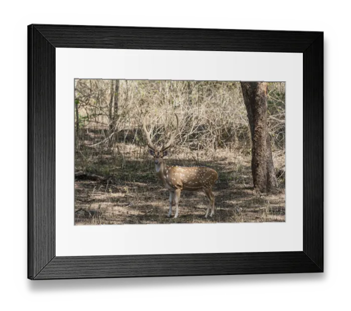 Framed Print : Chital -Axis axis-, Nagarhole National Park, Karnataka, India Framed Print : Chital -Axis axis-, Nagarhole National Park, Karnataka, India