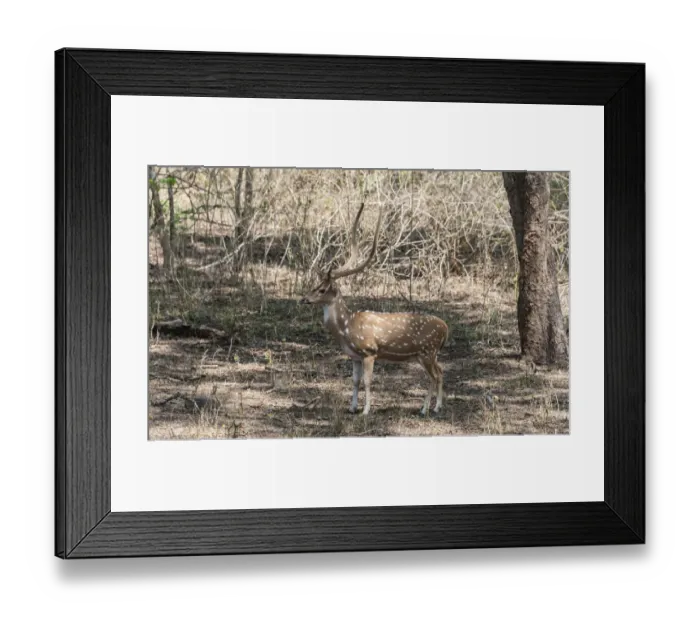 Framed Print : Chital -Axis axis-, Nagarhole National Park, Karnataka, India Framed Print : Chital -Axis axis-, Nagarhole National Park, Karnataka, India