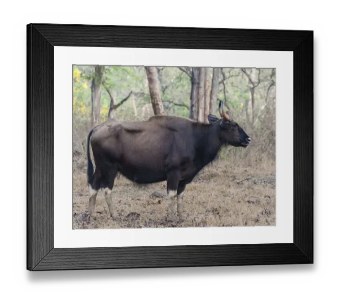 Framed Print : Gaur -Bos gaurus-, cow, Nagarhole National Park, Karnataka, India Framed Print : Gaur -Bos gaurus-, cow, Nagarhole National Park, Karnataka, India