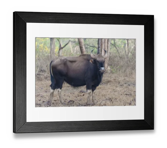 Framed Print : Gaur -Bos gaurus-, cow, Nagarhole National Park, Karnataka, India Framed Print : Gaur -Bos gaurus-, cow, Nagarhole National Park, Karnataka, India