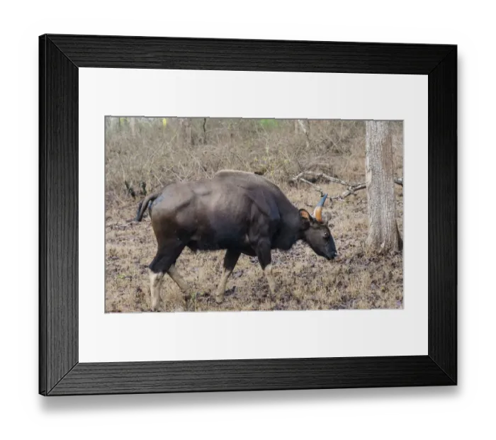 Framed Print : Gaur -Bos gaurus-, cow, Nagarhole National Park, Karnataka, India Framed Print : Gaur -Bos gaurus-, cow, Nagarhole National Park, Karnataka, India