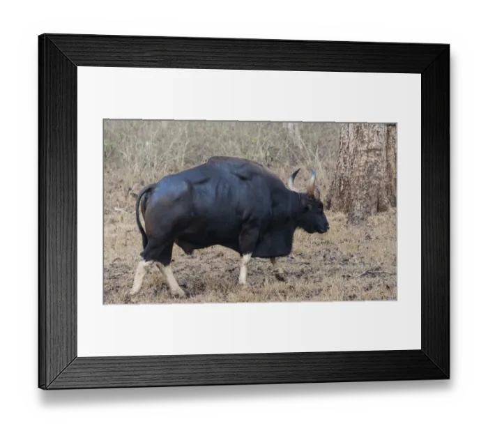 Framed Print : Gaur -Bos gaurus-, bull, Nagarhole National Park, Karnataka, India