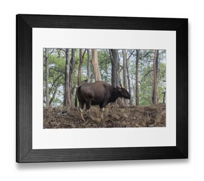 Framed Print : Gaur -Bos gaurus-, cow, Nagarhole National Park, Karnataka, India