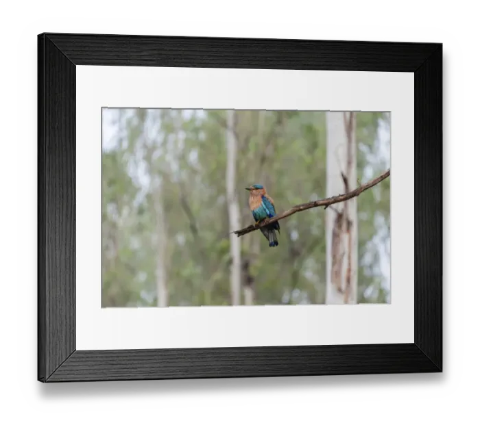 Framed Print : Indian Roller -Coracias benghalensis- on branch, Nagarhole National Park, Karnataka, India Framed Print : Indian Roller -Coracias benghalensis- on branch, Nagarhole National Park, Karnataka, India