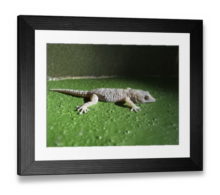 Framed Print : Gomera Wall Gecko -Tarentola gomerensis-, endemic to La Gomera, La Gomera, Canary Islands, Spain, Europe, La Gomera, Valle Gran Rey, Canary Islands, Spain Framed Print : Gomera Wall Gecko -Tarentola gomerensis-, endemic to La Gomera, La Gomera, Canary Islands, Spain, Europe, La Gomera, Valle Gran Rey, Canary Islands, Spain