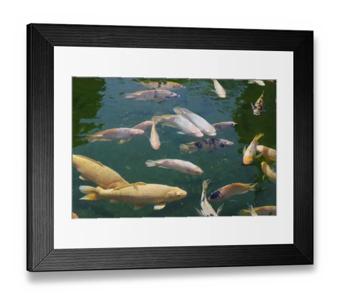 Framed Print : Koi Carps -Cyprinus carpio- in the holy spring of Pura Tirta Empul spring sanctuary, Tampaksiring, Bali, Indonesia