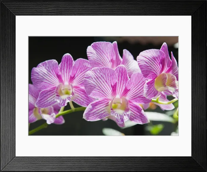 Framed Print : Orchid flowers -Orchidaceae-, Ubud, Bali, Indonesia Framed Print : Orchid flowers -Orchidaceae-, Ubud, Bali, Indonesia
